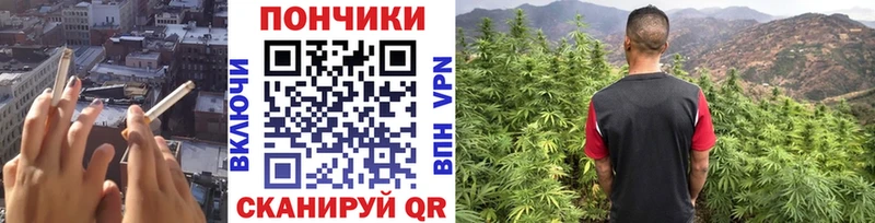 где купить наркотик  Олонец  Бошки марихуана Amnesia 
